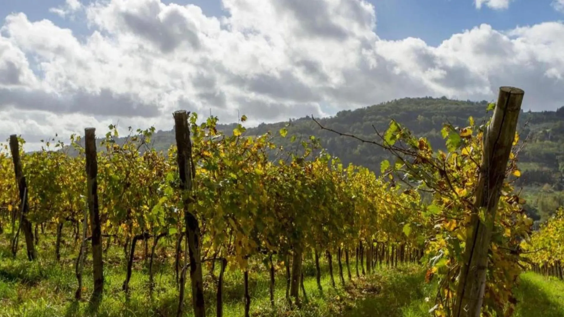 Cosy Holiday Home In Tuscany With Shared Swimming Pool San Casciano in Val di Pesa